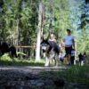 Huskywandern - Husky-Trekking – Bild 2