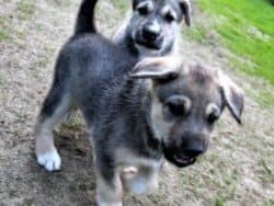 Husky Welpen
