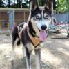 Huskywandern - Husky-Trekking – Bild 6