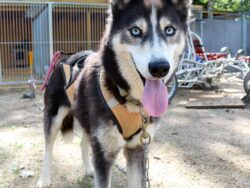 Sommer Husky Workshop - 2-Tage