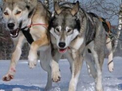 Huskyausfahrt, Hundeschlittenfahrt